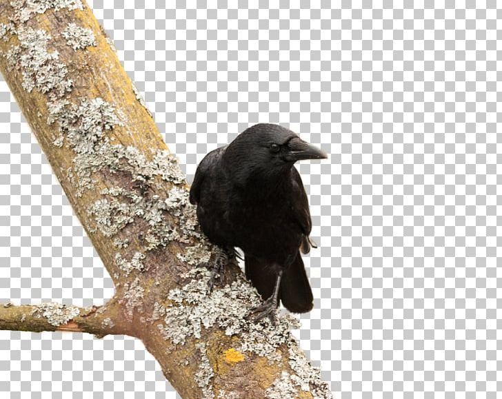 American Crow New Caledonian Crow Bird Common Raven PNG, Clipart, American Crow, Animals, Autumn Tree, Beak, Bird Free PNG Download