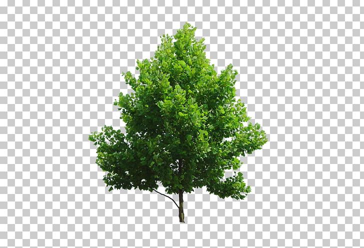 Tree Plant Branch PNG, Clipart, Arecaceae, Biome, Branch, Branch Plant, Download Free PNG Download