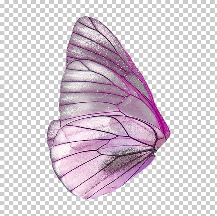 butterfly wings png