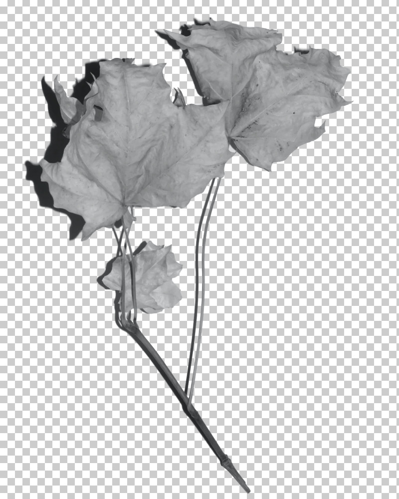 Rose PNG, Clipart, Black And White M, Cut Flowers, Flora, Flower, Leaf Free PNG Download