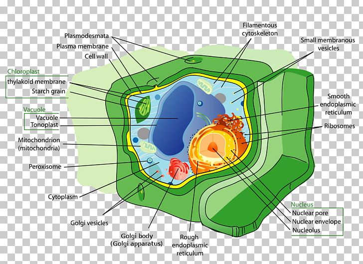 Plant Cell Animal Organelle PNG, Clipart, Animal, Area, Biology, Cell, Cell Membrane Free PNG Download