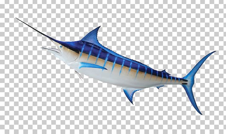 Swordfish Tuna Mackerel Marine Mammal Sardine PNG, Clipart, Billfish, Biology, Blue Marlin, Bony Fish, Fauna Free PNG Download