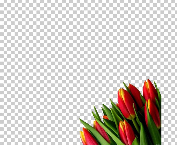 Florería Galería Floral Tulip Photography Floreria Queretaro PNG, Clipart, Bell Peppers And Chili Peppers, Birds Eye Chili, Closeup, Creativity, Flower Free PNG Download