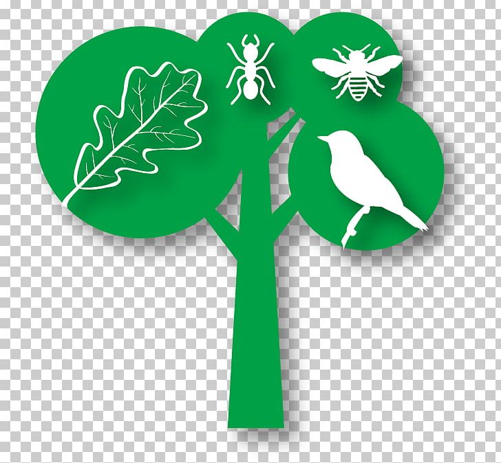 Natural Environment Tree SDL Investigacion Y Divulgacion Del Medio Ambiente SL Environmental Education Forest PNG, Clipart, Biodiversity, Environmental Education, Forest, Grass, Green Free PNG Download