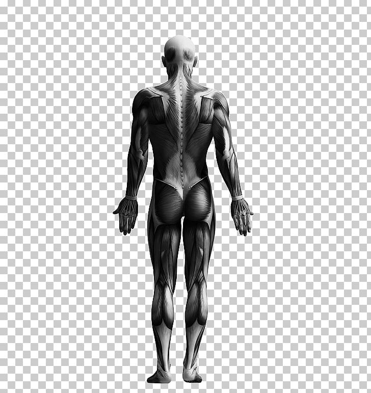 The Skeletal System Human Skeleton Knochen Und Muskeln Skeletal Muscle PNG, Clipart, Abdomen, Anatomy, Arm, Body, Bodybuilder Free PNG Download