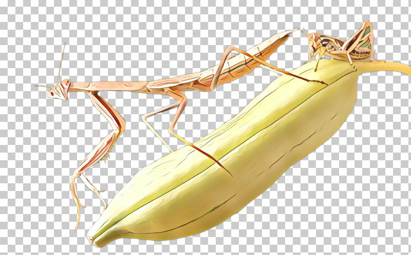 Mantidae Insect Nepenthes Plant Mantis PNG, Clipart, Insect, Mantidae, Mantis, Nepenthes, Plant Free PNG Download