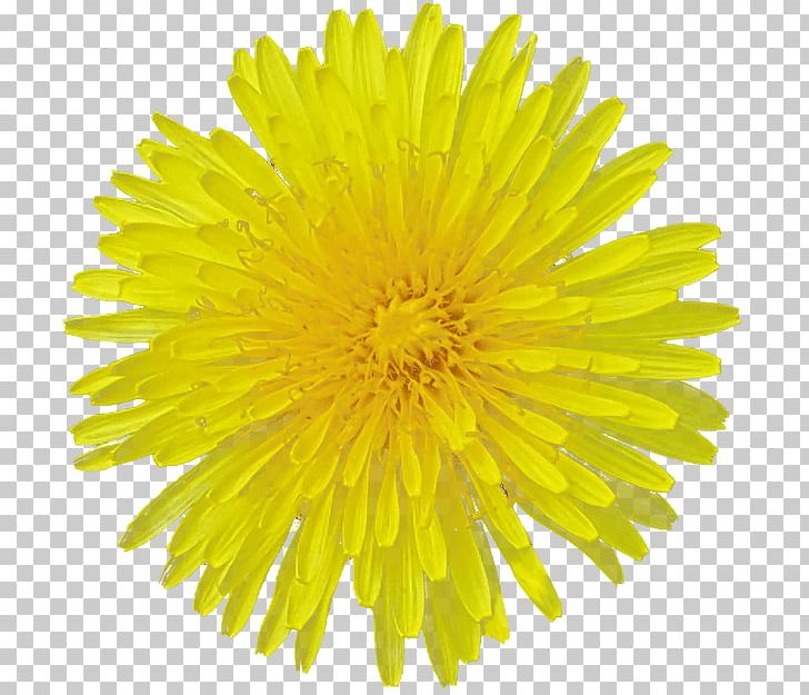 Common Sunflower Yellow Cut Flowers Desktop PNG, Clipart, Annual Plant, Aster, Chrysanthemum, Chrysanths, Color Free PNG Download