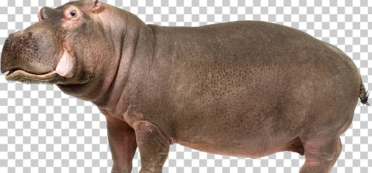 Hippopotamus Computer File PNG, Clipart, Animals, Cartoon, Choeropsis, Computer Icons, Domestic Pig Free PNG Download