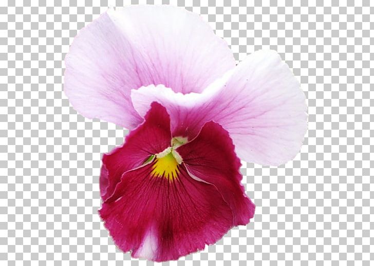 Pansy Annual Plant Close-up PNG, Clipart, Annual Plant, Closeup, Flower, Flowering Plant, Gorselleri Free PNG Download