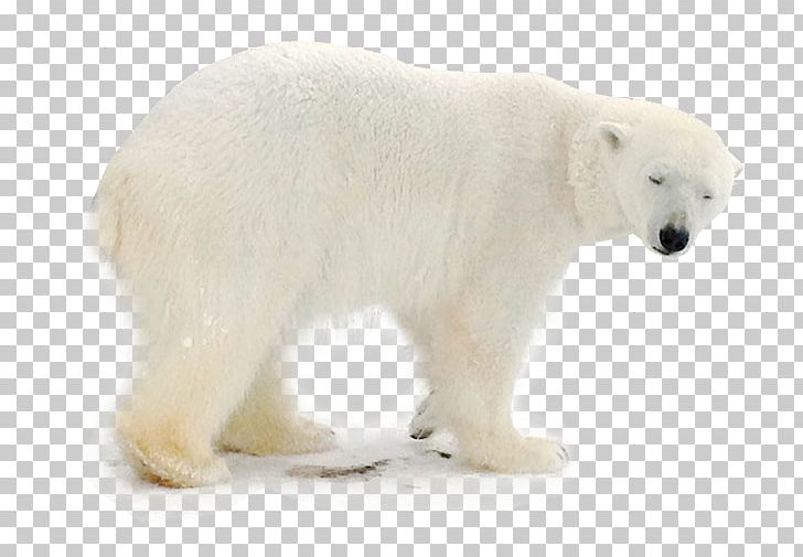 Polar Bear Animal PNG, Clipart, Animal Png, Animals, Animal Welfare, Baby Bear, Bear Free PNG Download