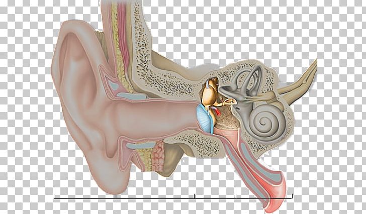 Hearing Inner Ear Middle Ear Outer Ear PNG, Clipart, Acoustic Reflex, Arm, Aux, Ear, Eardrum Free PNG Download