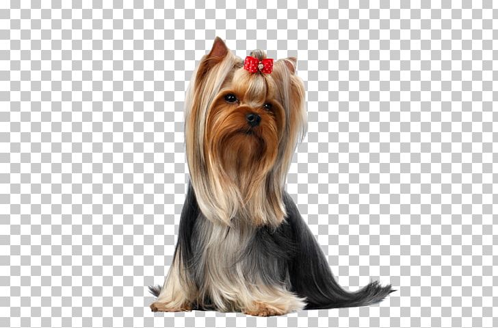 Yorkshire Terrier Puppy Pet Maltese Dog PNG, Clipart, Animals, Australian Silky Terrier, Breed, Canidae, Carnivoran Free PNG Download