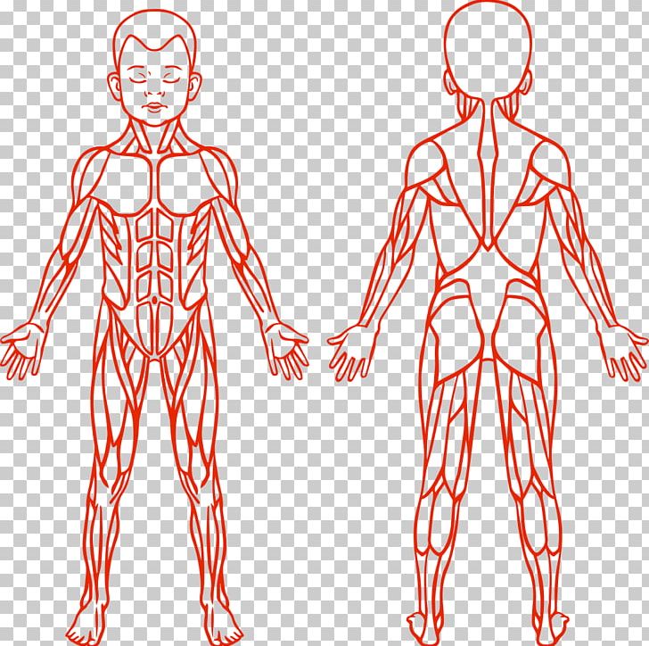 Anatomy Muscular System Human Body Muscle PNG, Clipart, Abdomen, Area, Arm, Cartoon Children, Child Free PNG Download