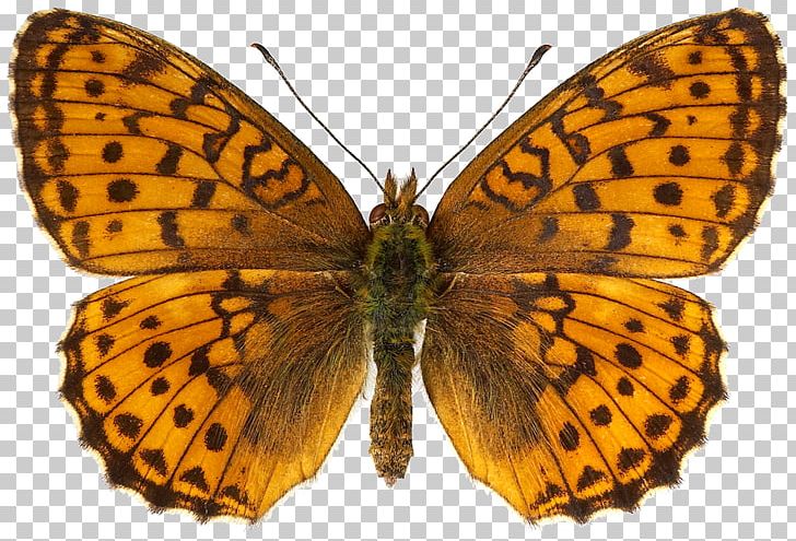 Clouded Yellows Monarch Butterfly Brush-footed Butterflies Dark Green Fritillary PNG, Clipart, Arthropod, Brush Footed Butterfly, Butterflies And Moths, Butterfly, Colias Free PNG Download