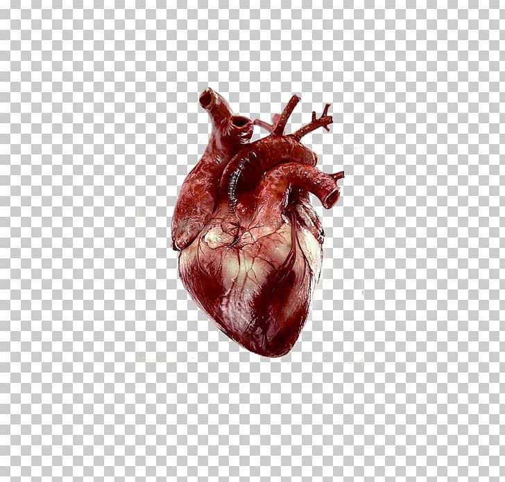 Heart Anatomy Human Body Giphy PNG, Clipart, Anatomy, Animation, Beat,  Desktop Wallpaper, Diagram Free PNG Download