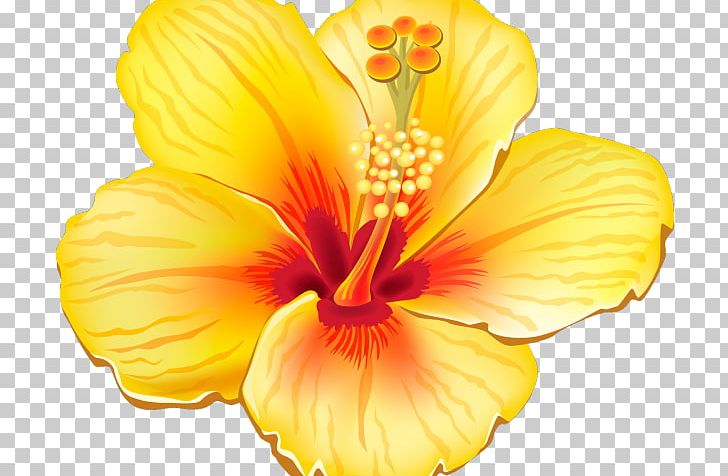 Portable Network Graphics Flower Open PNG, Clipart, Chinese Hibiscus, Document, Download, Drawing, Flower Free PNG Download