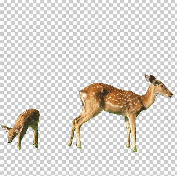 White-tailed Deer Red Deer Musk Deer Sika Deer PNG, Clipart, Animal, Animals, Antelope, Antler, Christmas Deer Free PNG Download
