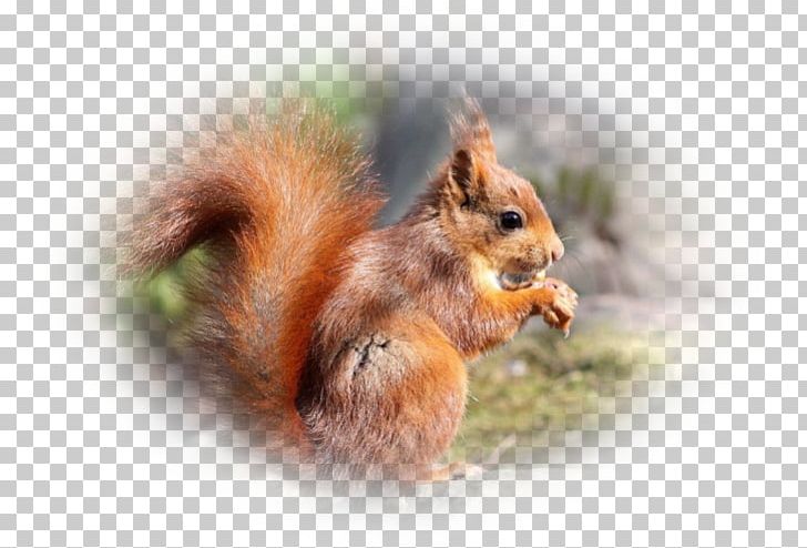 Fox Squirrel Chipmunk Whiskers Snout PNG, Clipart, Chipmunk, Fauna, Fox Squirrel, Mammal, Organism Free PNG Download