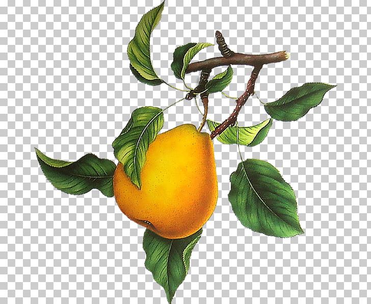 Clementine Tangelo European Pear Tangerine PNG, Clipart, Apple, Bitter Orange, Branch, Citrus, Clementine Free PNG Download