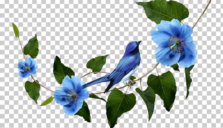 Cut Flowers Time Blue Rose Week PNG, Clipart, Beak, Bird, Blue, Branch, Cut Flowers Free PNG Download