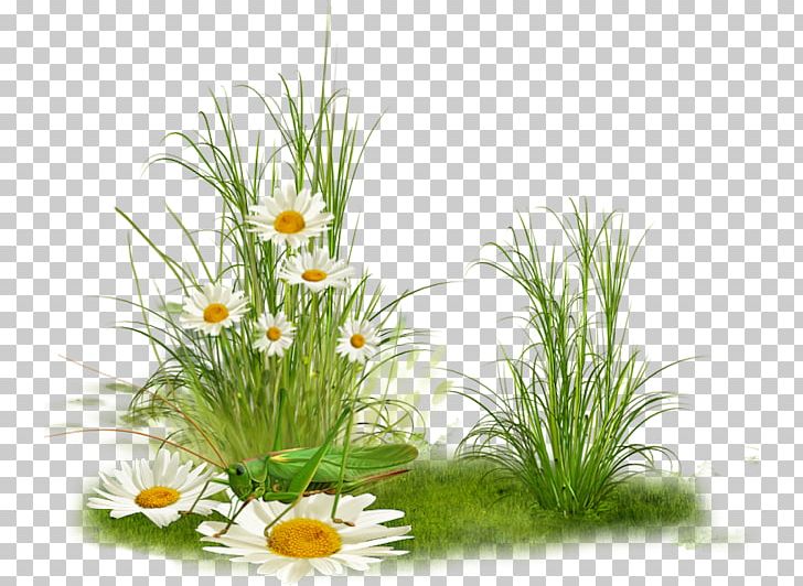 Desktop PNG, Clipart, Centerblog, Chamaemelum Nobile, Desktop Wallpaper, Floral Design, Floristry Free PNG Download