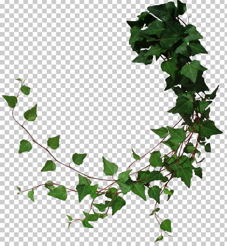 Drawing Plant PNG, Clipart, 3d Computer Graphics, 3d Modeling, Art, Branch, Computer Hardware Free PNG Download