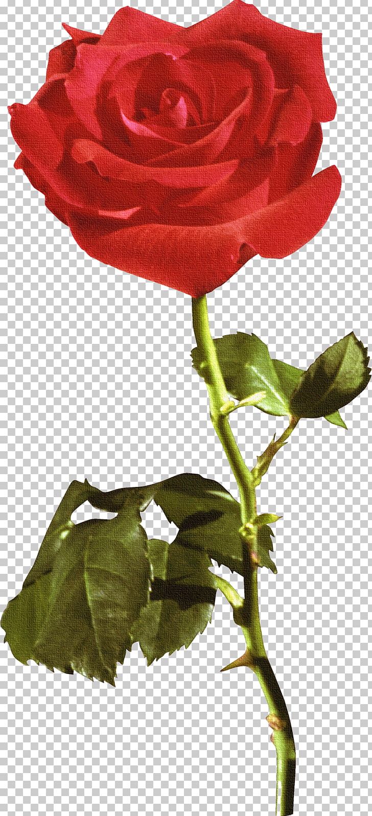 Garden Roses Cabbage Rose Flower Floribunda PNG, Clipart, China Rose, Cut Flowers, Desktop Wallpaper, Drawing, Floral Design Free PNG Download