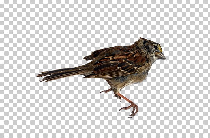House Sparrow Finches Beak Feather PNG, Clipart, Animals, Beak, Bird, Dead Bird, Fauna Free PNG Download