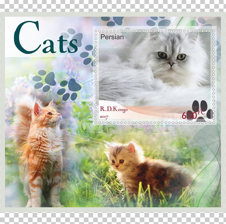 Kitten Whiskers Tabby Cat Printing PNG, Clipart, Animals, Carnivoran, Cat, Cat Like Mammal, Donkey Konga 2 Free PNG Download