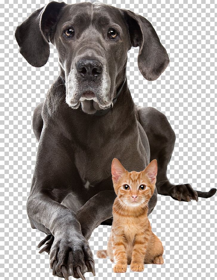 Dog–cat Relationship Puppy Presa Canario Staffordshire Bull Terrier PNG, Clipart, Animals, Cat , Cat Like Mammal, Cats Dogs, Companion Dog Free PNG Download