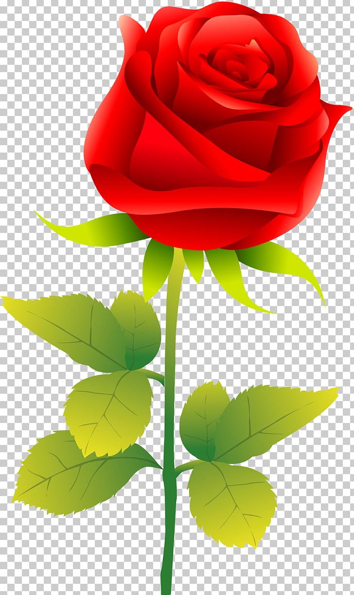 Rose PNG, Clipart, Computer Wallpaper, Cut Flowers, Flora, Floral Design, Floristry Free PNG Download