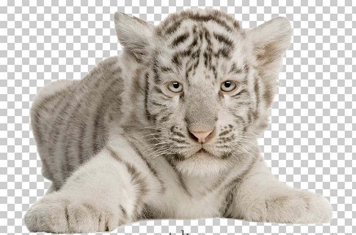 Cat Felidae White Tiger Whiskers Bengal Tiger PNG, Clipart, Animal, Animals, Bengal Tiger, Big Cat, Big Cats Free PNG Download