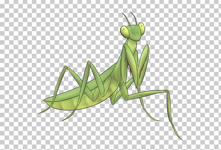 Locust Mantis PNG, Clipart, Art, Art Design, Arthropod, Clip Art, Insect Free PNG Download