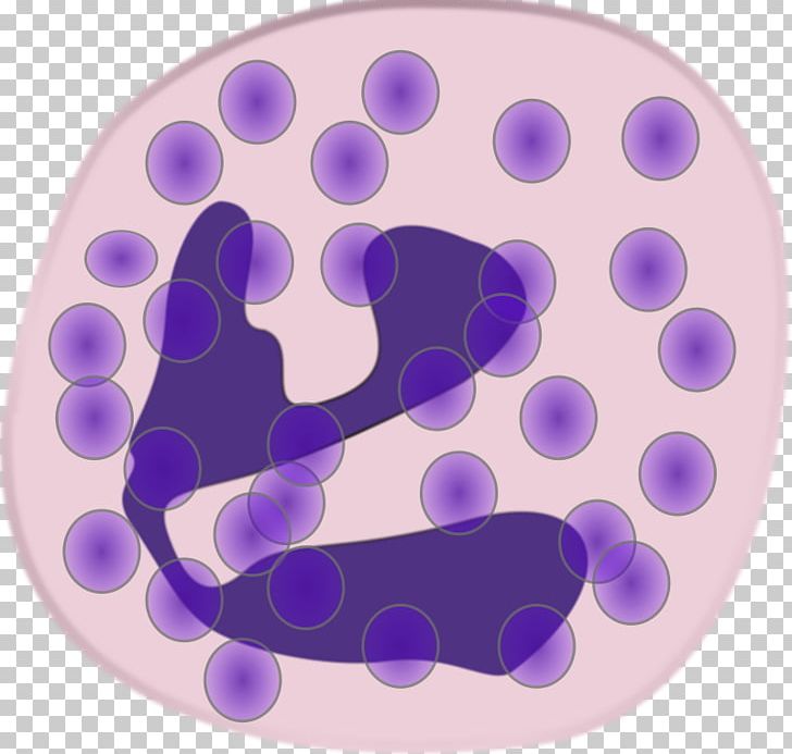 Neutrophil White Blood Cell Granulocyte Monocyte PNG, Clipart, B Cell, Blood Cell, Cell, Circle, Eosinophil Free PNG Download