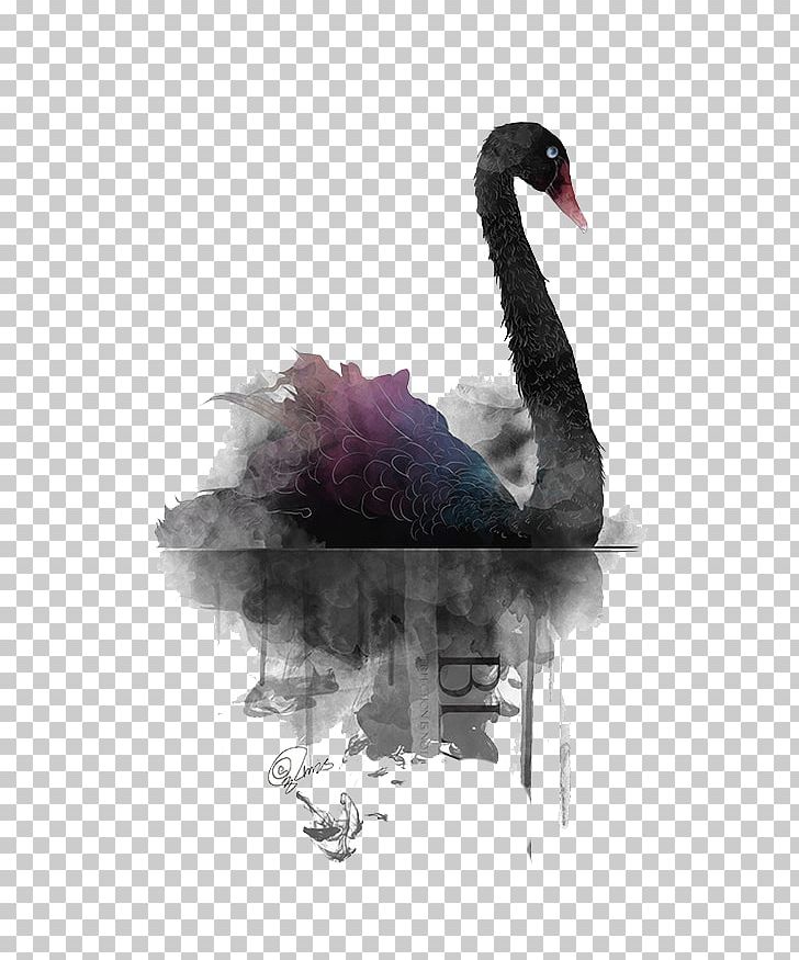 Black Swan Painting PNG, Clipart, Animal, Animals, Art, Background Black, Beak Free PNG Download