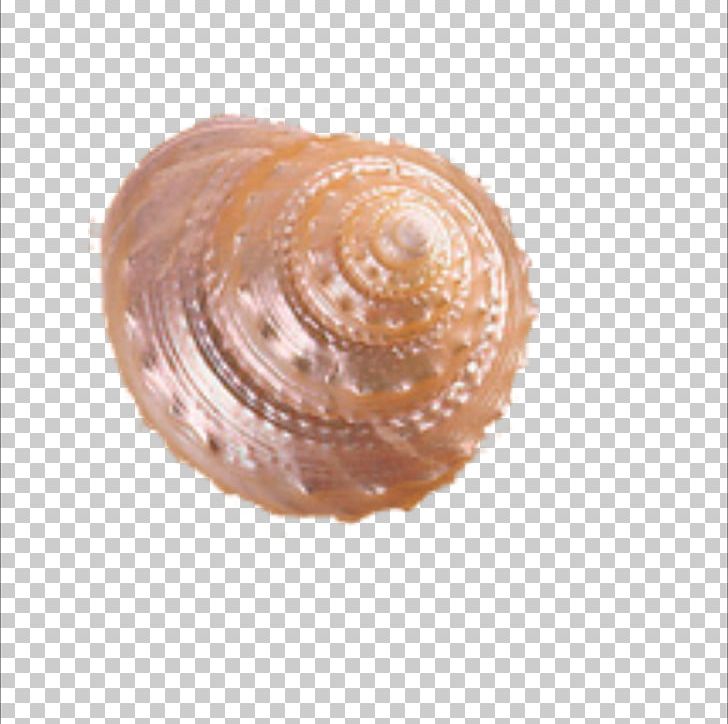 Cockle Seashell Helix Conch PNG, Clipart, Beach, Cartoon Conch, Clam, Clams Oysters Mussels And Scallops, Conch Blowing Free PNG Download