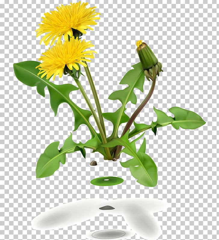 Dandelion Coffee Common Dandelion Flower Leaf PNG, Clipart, Cicekler, Common Dandelion, Daisy, Daisy Family, Dandelion Free PNG Download