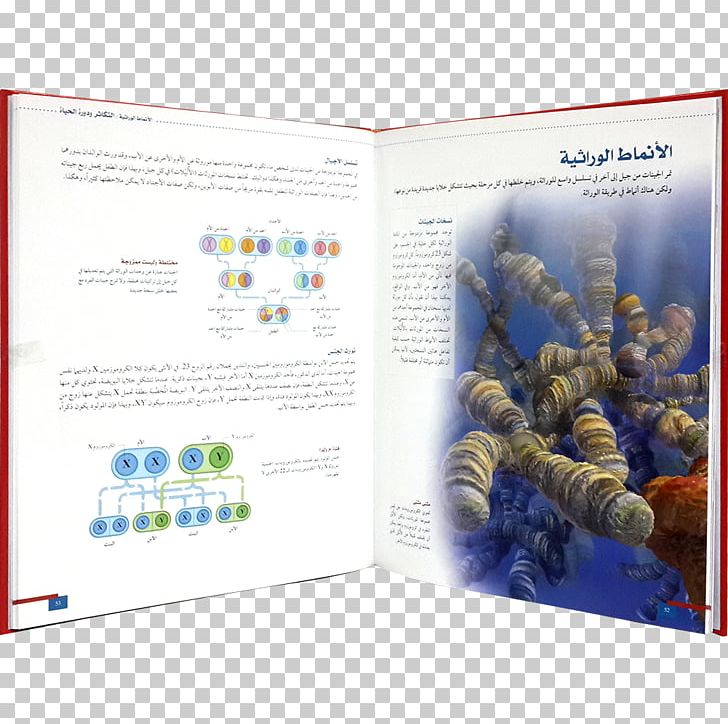 Graphic Design Brochure Organism PNG, Clipart, Art, Brand, Brochure, Graphic Design, Organism Free PNG Download
