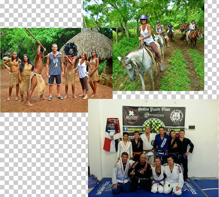 Horse Gracie Jiu Jitsu Carlsbad Train Open Arms Leisure PNG, Clipart, Blog, Brazilian Jiujitsu, California, Carlsbad, Horse Free PNG Download
