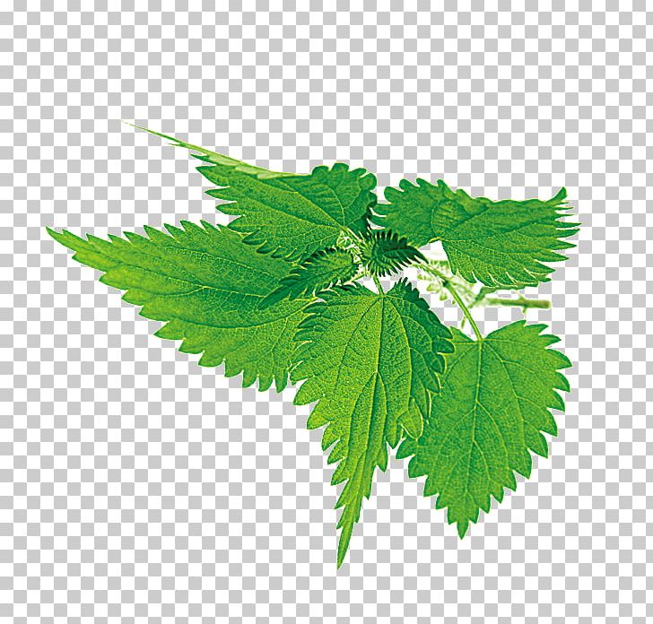 Leaf PNG, Clipart, Copyright, Decoration, Decorative, Download, Fall Leaves Free PNG Download