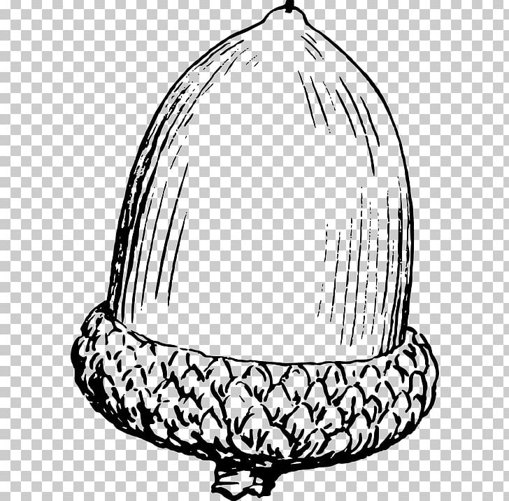 Acorn Drawing PNG, Clipart, Acorn, Black And White, Color, Download, Drawing Free PNG Download