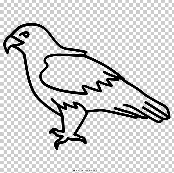 Bald Eagle Bird Drawing PNG, Clipart, Animals, Area, Art, Artwork, Bald Eagle Free PNG Download