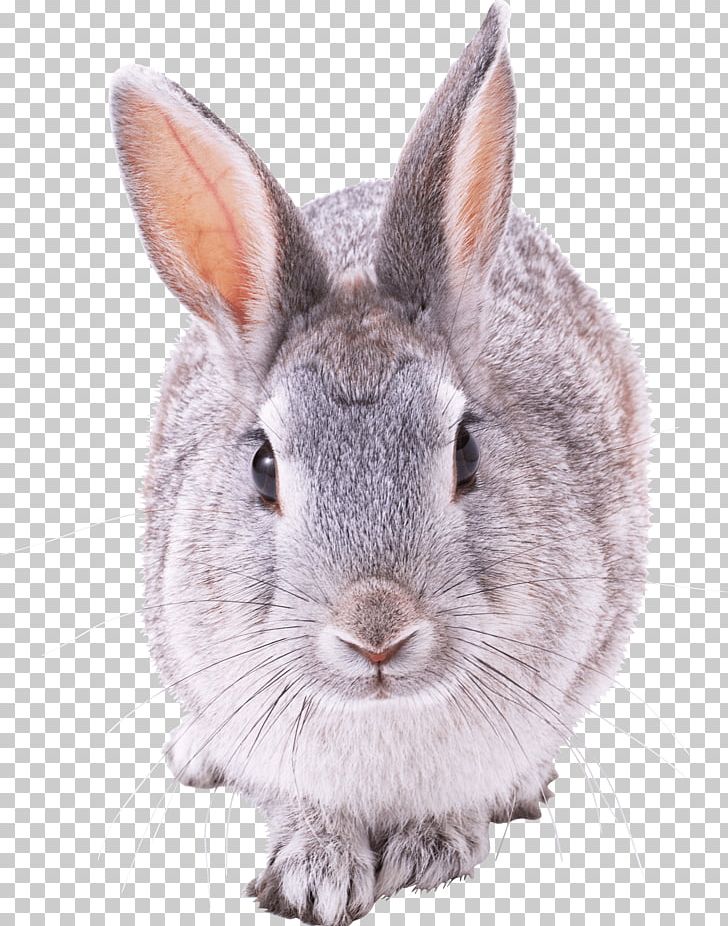 Mini Lop French Lop Rabbit PNG, Clipart, Animallover, Animals, Conciencia, Domestic Rabbit, Easter Bunny Free PNG Download