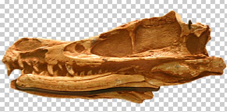 Velociraptor American Museum Of Natural History Allosaurus Apatosaurus Theropods PNG, Clipart, Allosaurus, American Museum Of Natural History, Apatosaurus, Bone, Cretaceous Free PNG Download