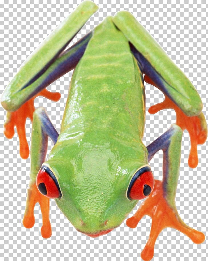 Frog PNG, Clipart, Amphibian, Animals, Common Frog, Computer Icons, Desktop Wallpaper Free PNG Download