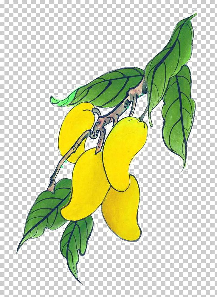 Mango Auglis Illustration PNG, Clipart, Branch, Cartoon, Color, Decorative, Flower Free PNG Download