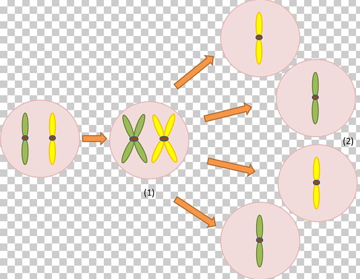 Meiosis Chromosome Cell Genetics Gene Duplication PNG, Clipart, Blog, Cell, Chromosome, Chromosome 1, Dna Free PNG Download