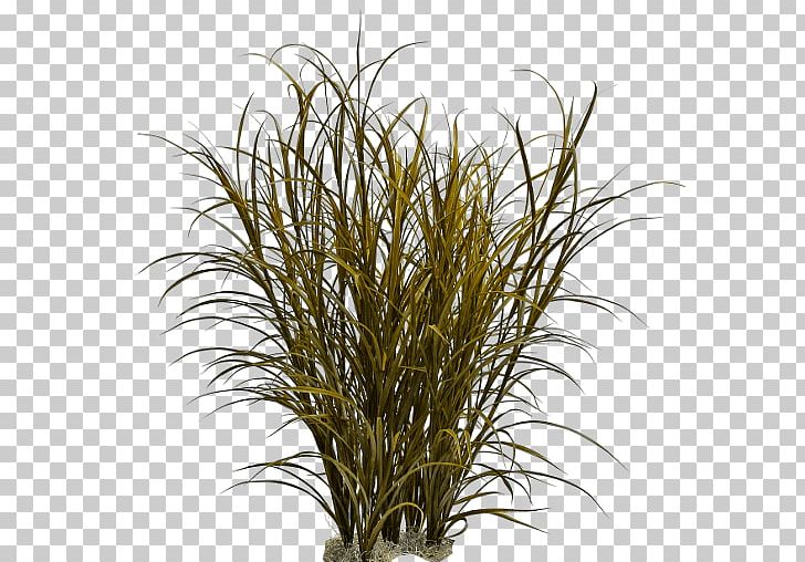 Ornamental Grass Fountain Grass Pennisetum Alopecuroides PNG, Clipart, Branch, Commodity, Fountain Grass, Fountaingrasses, Graminoid Free PNG Download
