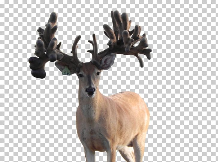 Reindeer White-tailed Deer Antler Wildlife PNG, Clipart, Antler, Bear Claw, Cartoon, Deer, Horn Free PNG Download