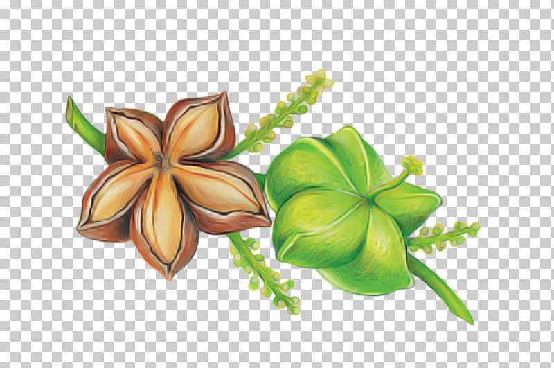 Flower Petal Plant Biology Science PNG, Clipart, Biology, Flower, Petal, Plant, Science Free PNG Download